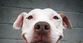 O Pit Bull que não parou de sorrir desde que foi adotado