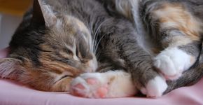 Foto: (Jasmine Pang/Pexels)