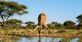 Como a girafa consegue beber água com aquele tamanho de pescoço sem engasgar