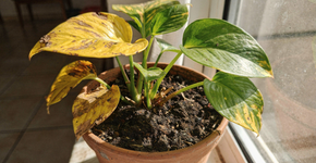 O que significa a jiboia com folhas amareladas e como salvar sua planta hoje?