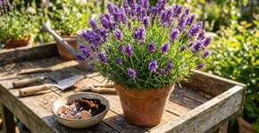 Três ingredientes que sobraram na cozinha podem fazer maravilhas com a lavanda: veja como deixá-la mais perfumada