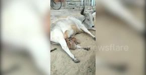 Vaca adota e amamenta filhotes órfãos de cachorro