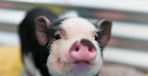 Foto: (HadelProductions / iStock)