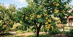 Fruta tropical que resiste a trinta graus abaixo de zero: os checos adoram seu sabor suave e o cultivo fácil