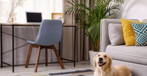 Decoração pet friendly: 5 cuidados para garantir a segurança do seu animal