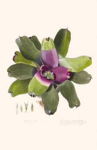 Neoregelia Concêntrica