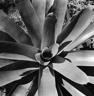 Marcel Gautherot - divulgação Flora, c. 1956, Rio de Janeiro, RJ - Marcel Gautherot/ Acervo Instituto Moreira Salles