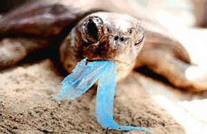 Segundo o Programa das Nações Unidas para o Desenvolvimento (Pnud), há 46 mil pedaços de plástico em cada 2,5 km² dos oceanos