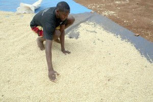 Batte cuida de grãos de milho em sua fazenda