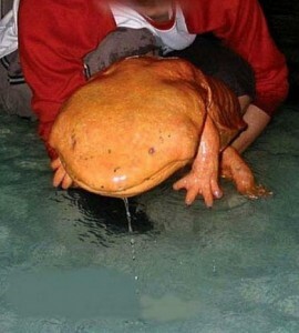 Salamandra da China, que pode chegar a 1,8m de comprimento