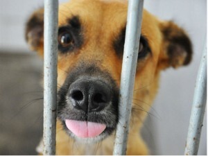 Feira de adoção no CCZ  de SP reúne 400 cães, 200 gatos e alguns cavalos