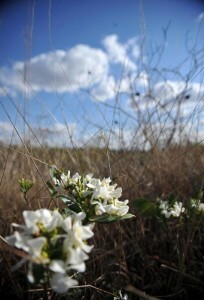 O modelo acrescentará aos estudos internacionais informações sobre fenômeno climáticos locais, como o cerrado brasileiro, que sofrem com o desmatamento