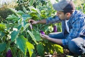 Voluntariado é oportunidade para aprender sobre agricultura orgânica e permacultura