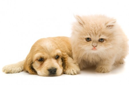 Os cães devem ser levados aos mutirões com coleira e guia, e os gatos, em caixas de transporte.