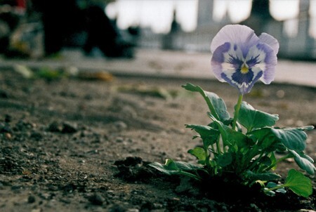 A flor em homenagem a David Morley, barman que foi atacado e assassinado em uma região próxima ao rio Tâmisa, em Londres