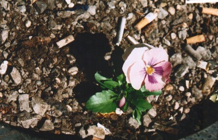 A primeira flor plantada por Paul Harfleet, em Manchester