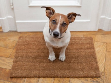 PetHub conecta donos de animais e cuidadores