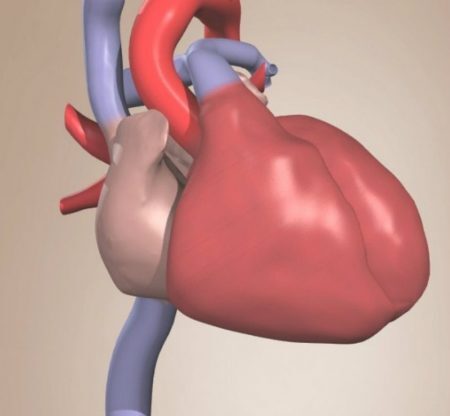 O Univadis possui um guia anatômico 3d, para que médicos possam aprofundar o conhecimento na disciplina