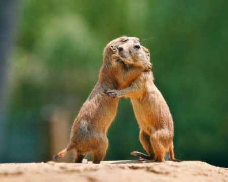 Serão incluídas atividades que apresentem respostas sobre uma vida sem exploração animal