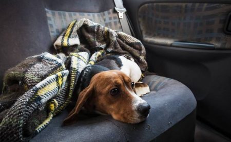 Cachorro Beagle é salvo por ativista