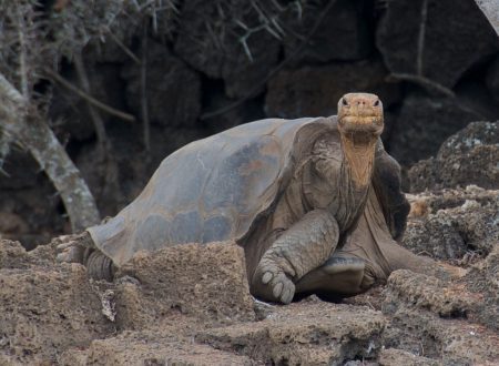 animais – tartaruga – a. davey