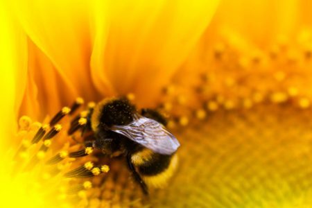 Polinizar é o ato de transferir os pólens de uma flor para outra, para que elas se reproduzam e se multipliquem