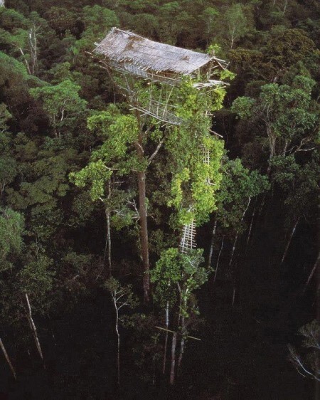 Korowai, a tribo que vive em casas na árvore construídas a 30 metros de altura
