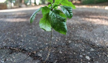 Disputa pelos 24 mil metros de área verde no centro de SP se arrasta desde 1969