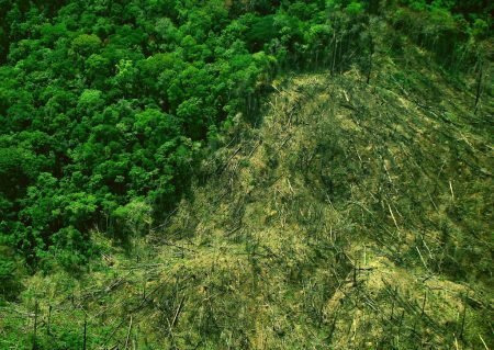 Medida é prevista no novo Código Florestal