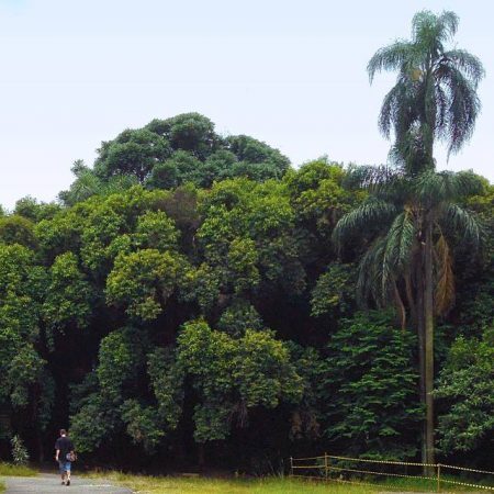 Homem caminha para dentro da mata, sendo recebido pelas boas vibrações da natureza na tarde de ontem, 24