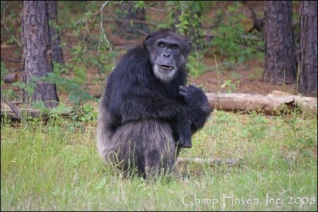 Grupo pretende pedir habeas corpus para outros dois chimpanzés que são utilizados para testes biomédicos