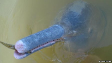 Boto do Araguaia se diferencia dos outros pelo número de dentes e o tamanho – a nova espécie é menor