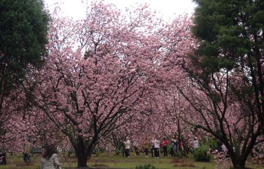 A linha opera somente nos dias do 37º Festival das Cerejeiras