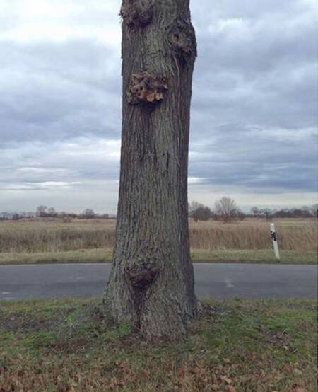 Árvore antes da intervenção