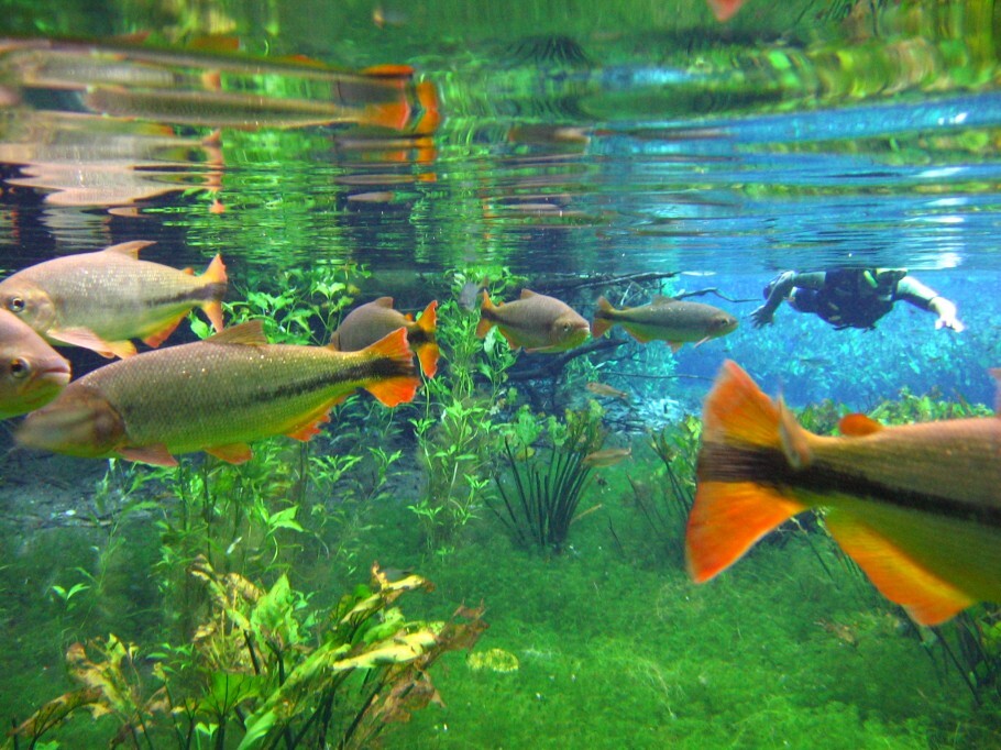 Os rios de Bonito são verdadeiros aquários naturais com enorme variedades de peixes