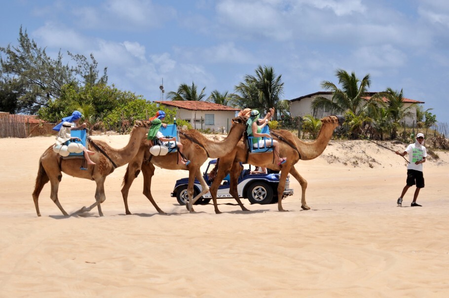 Camelos na praia de Genipabu, um dos principais cartões postais do Rio Grande do Norte