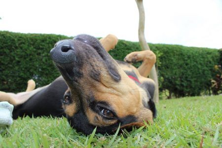 O site PetHub oferece ferramentas para o dono escolher a melhor hospedagem para seu cãozinho