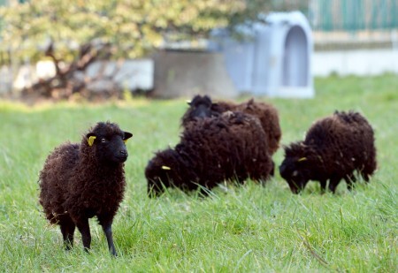 São quatro ovinos encarregados de cuidar do gramado. Se a ideia der certo, a cidade pode ter mais animais trabalhando como jardineiros.