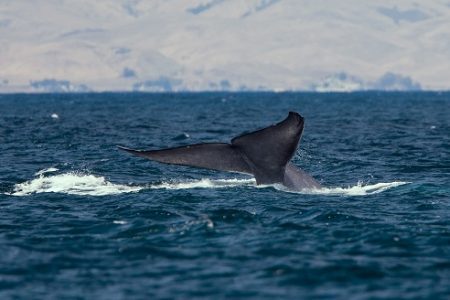 A prática já vitimou cerca de 14 mil baleias segundo pesquisas.