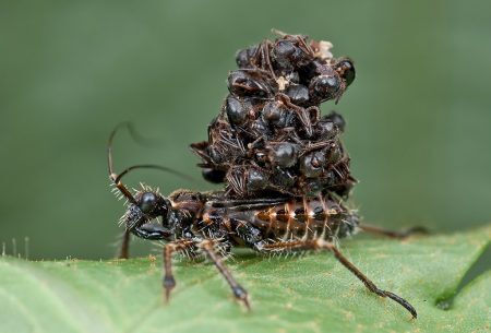 O assassin bug mata suas presas e depois as empilha em cima de suas costas. Mas não se trata de ostentar seus dotes de caçador, e sim de se adaptar ao meio ambiente.