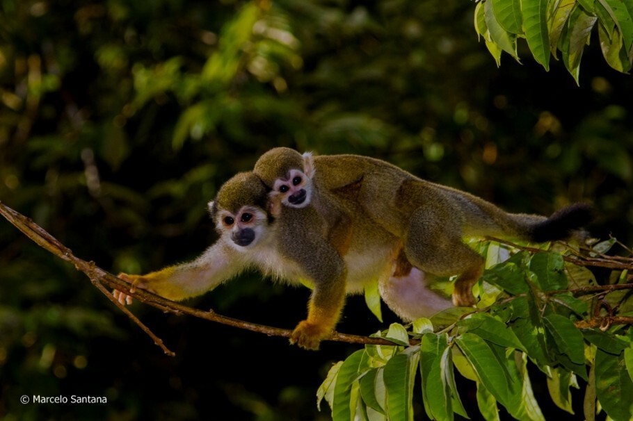 Macacos de cheiro (Saimiri sciureus cassiquiarensis)