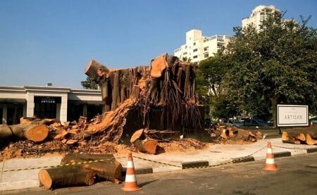 Árvore centenária é cortada no bairro do Ipiranga