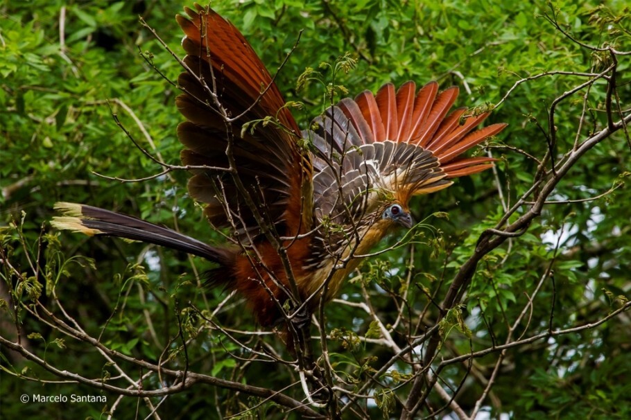 O jacu-cigano (Ophistocomus hoazin) é uma das aves nativas da região