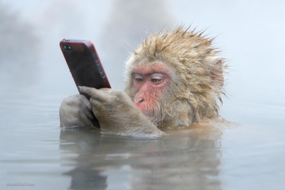 O fotógrafo holandês Marsel van Oosten registrou o momento em que um macaco mexe em um celular. A foto, chamada de “Facebook update”, é uma das 50 melhores imagens que retratam a vida selvagem em diversas partes do mundo