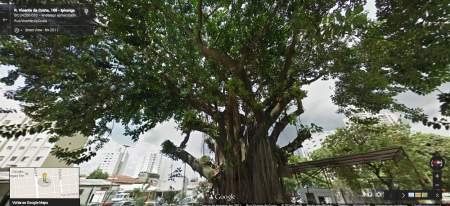 Imagem do Google Maps antes da retirada da árvore