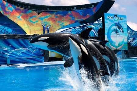 Talvez um dos animais mais famosos do mundo, a baleia Shamu faz apresentações no SeaWorld. O documentário “Blackfish” denuncia que orcas como Shamu desenvolvem comportamento violento m cativeiro e acabam atacando seus treinadores.