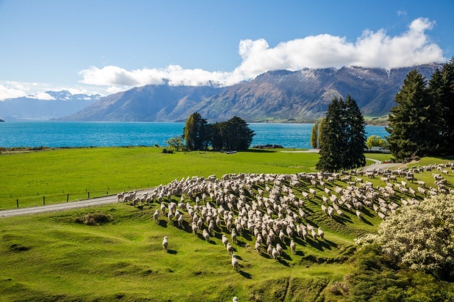 Ovelhas da raça Merino pastam às margens do lago Wakatipu, perto de Queenstown