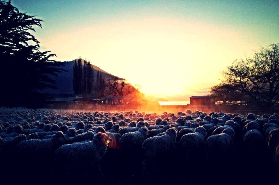 Os tosadores acordam cedo para tosquiar 1200 ovelhas por dia