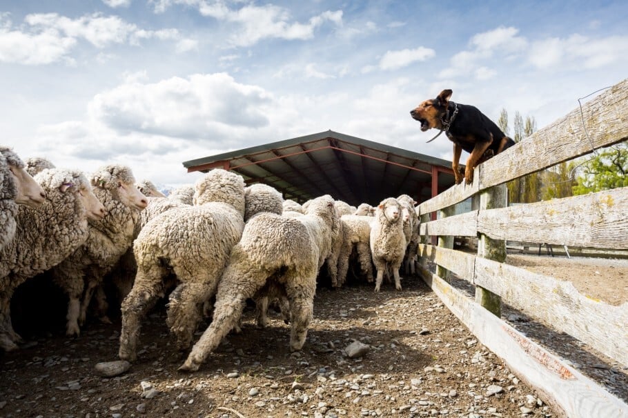 Todo o manejo de ovelhas em Mt Nicholas é feito por cães e cavalos