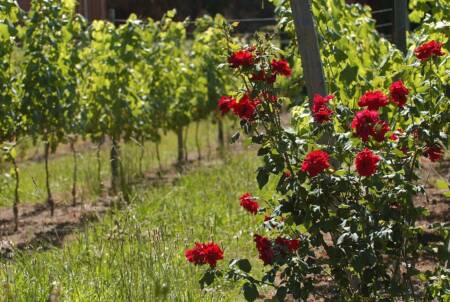 size-full wp-image-696320